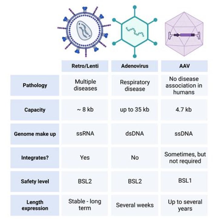 Are cells and viruses the same size?