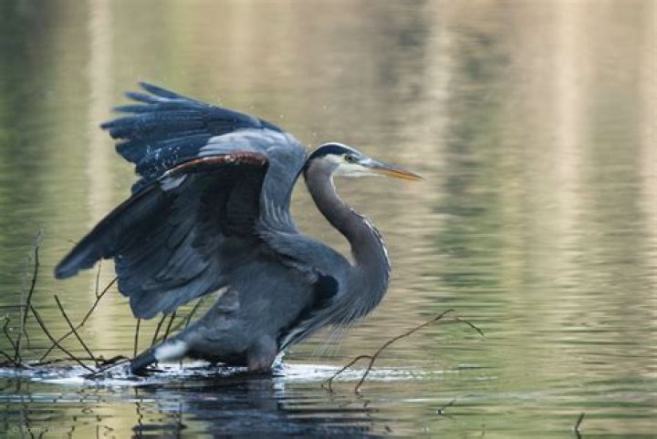 Can herons get through pond netting?