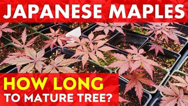 Do Japanese maple grow well in Texas?