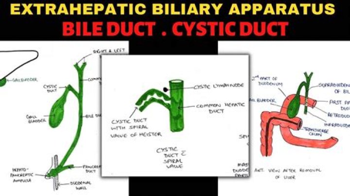 Should bile ducts be dilated?