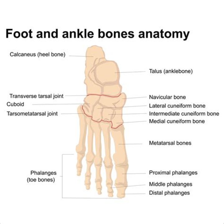What is tarsal bone?