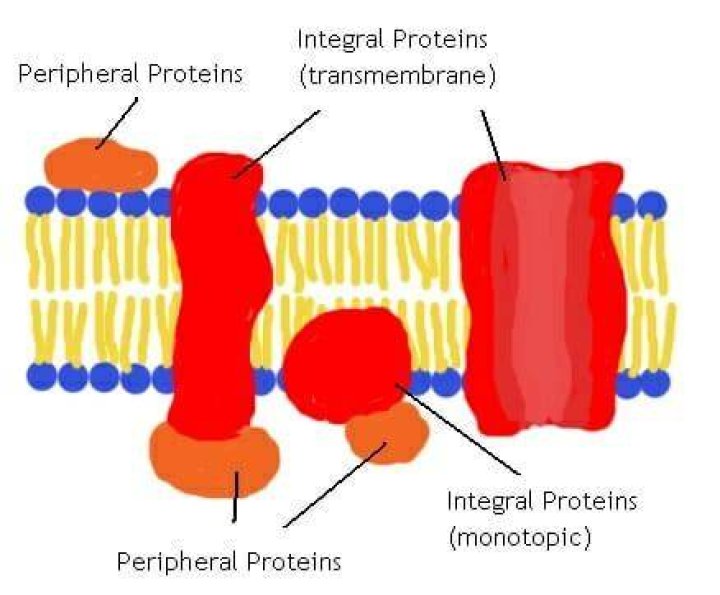 What is the definition of peripheral membrane proteins quizlet?