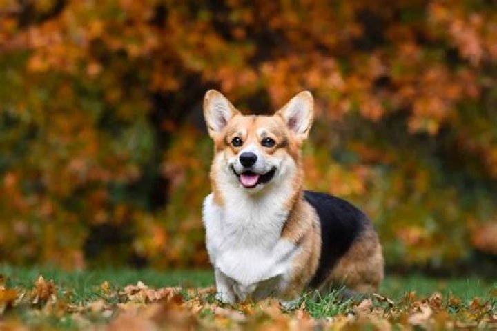 Why are corgis so floppy?
